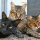 Your cats